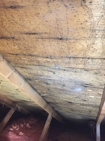 Attic Mould pre